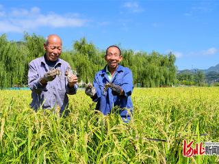 庆农业丰收 享美好生活｜走一线看丰收（一）：井陉县南峪村：稻香蟹肥 一田双收