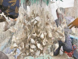 我市今年已放流经济物种苗种3.47亿个单位