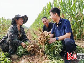 一线写真｜博士开良方 种田心不慌