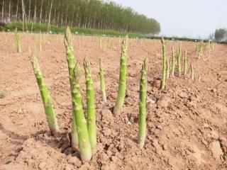 解码“小镇冠军”丨菏泽青堌集镇：小芦笋撑起富民大产业