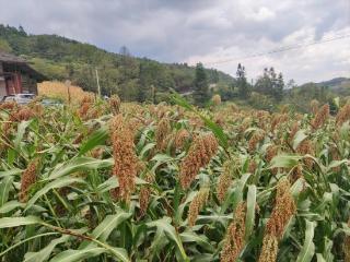 金融活水润泽红粱地 工行遵义播州支行“种植e贷”助农丰产增收