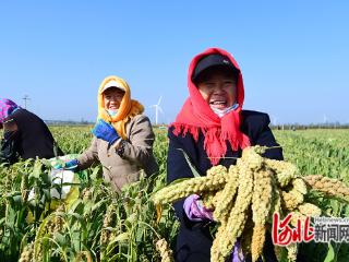 张家口怀来：谷子抢收忙