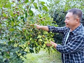 全产业链产值超32亿元 黔东南189万亩油茶为好日子加“油” 　　
