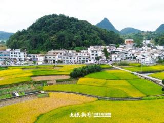 G视觉｜清镇民乐村：金秋绘丰收画卷