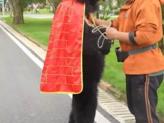 直立行走太像人！黑熊 “黑风” 意外爆火，喜提“豪宅”