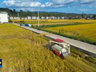 房县7万亩水稻获丰收 昼夜抢收促归仓