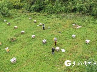 务川：林中“蜂”业兴 “蜜”制富民路