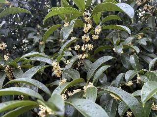 合肥街头桂花飘香 专家：今年开花较早，满城桂花香即将到来