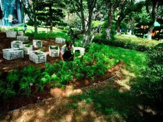 60万余株草花扮亮港城，烟台市园林加快推进国庆景观布景工作