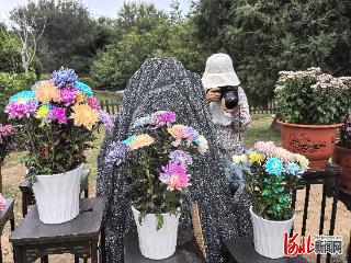 记者走基层｜10余万株菊花点缀长城秋韵