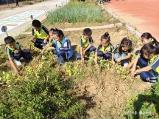 亲手采摘花生——广平镇双庙魏小学开展劳动课程