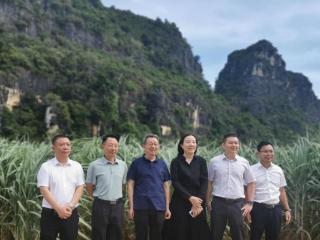 “中国甘蔗之乡”推行甘蔗套种增效模式获成效