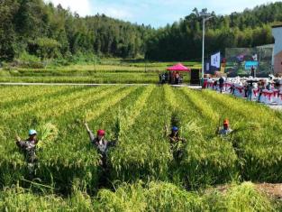 新农人扎根乡土 烟稻轮作谱写共富篇章