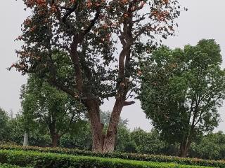 阜阳西湖大道数百棵柿子树红成一道风景 柿子红了可观但莫摘