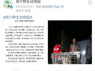 “越狱”的雪豹“闹闹”被成功救回