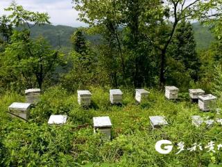 凤冈：绿水青山酿就致富蜜