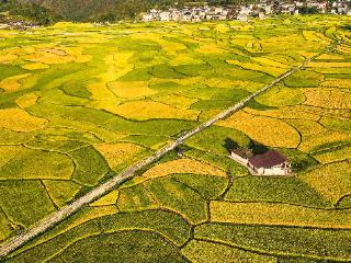 “稻+鱼”解锁增收密码 天柱县高酿镇科技赋能现代山地特色高效农业