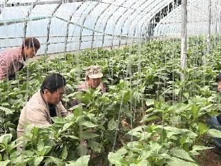 大羊镇：秋茬管护正当时 提质增效促增收