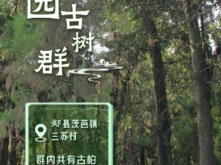 绿美河南有“群”树