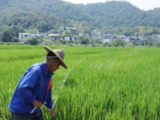 横峰县：“赶花”正当时，制种水稻迎来授粉关键期