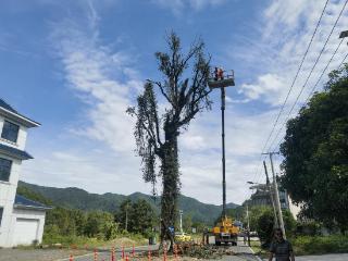 德兴公路中心清理枯木筑牢国庆公路出行安全防线