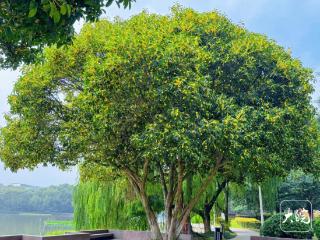 较去年早近半月 池州城区桂花提前绽放 专家解“早花”之谜