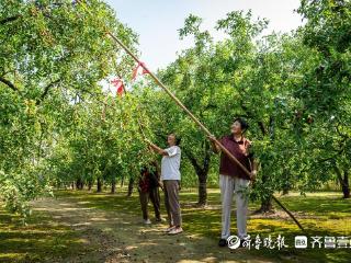 山东乐陵：小枣缘何这样红
