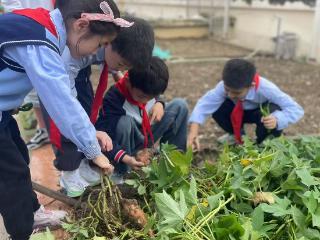 教学楼顶变身“丰收农场” 小学生挖红薯乐享劳动教育