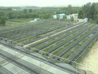 济宁市任城区“软黄金树”铺就群众增收“黄金路”