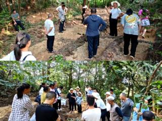 习水县洞湾村：林下珍宝 “麻”上增收