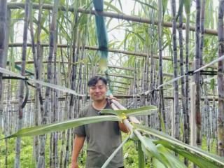 潍坊临朐柳山镇成功试种广西黑皮果蔗，3亩地预计收入15万元