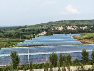 潍坊安丘特色产业升级记：红沙沟西瓜“甜”出新滋味