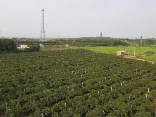 潍坊安丘：粮果飘香话丰收 乡村振兴添活力