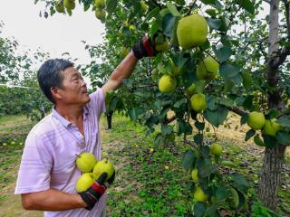 永清：梨果飘香贺秋收