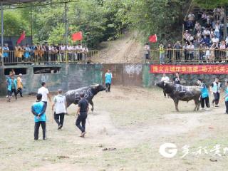 牛王争霸赛+风车音乐节！播州洪关太阳坪景区双节上演精彩活动