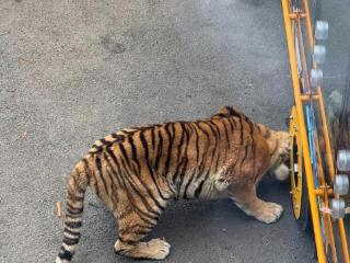 大连一动物园观光车压碎老虎下巴？涉事动物园回应