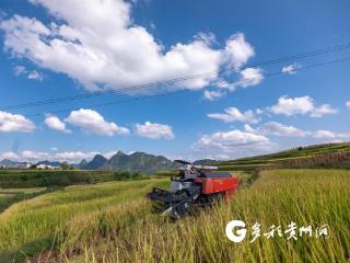 32万亩预产9.42万吨 罗甸不断筑牢粮食安全底线