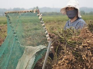 临沭县大兴镇：寒露到 秋收忙