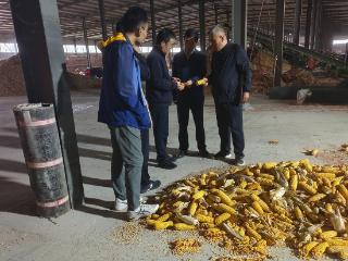 秋雨连绵影响德州秋收进度，农技专家建议来了