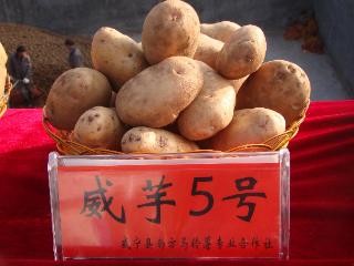 国家级榜单！“威芋5号”马铃薯连续三年入选全国推广面积前十大品种
