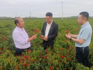 中国人寿财险山东省聊城市中心支公司护航特色农产品发展——阳谷朝天椒撑起“火红”产业与“红火”日子