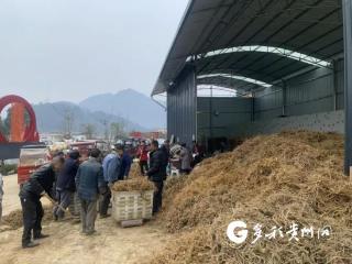 汇川：大娄山下前胡香