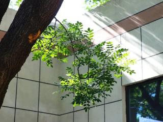 山东财经大学东方学院：打造花园式校园，推进“生态育人”