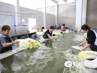 播州小韭黄 勇闯东部地区大市场