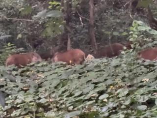 合肥大蜀山现“野猪家族”觅食 专家：母猪带小猪形成群体
