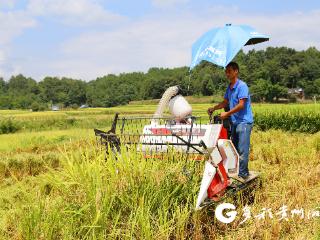 贵州凤冈：科技助力米饭中的“好滋味”