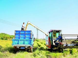 我市130余万亩水稻陆续“开镰”