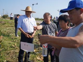 山东省夏玉米新品种现场观摩会在临沭县大兴镇举行