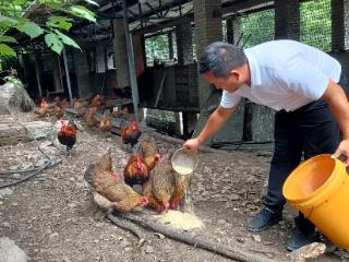 麻江县贤昌镇：血毛土鸡变“提款机” 养殖铺就富民路