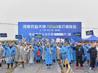 逆境稳产！YD268交出亮眼答卷